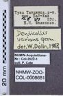 Etiketten zu Denticollis varians (NHMW-ZOO-COL-0008681)